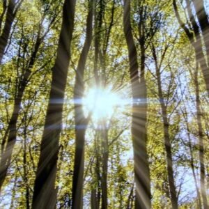 Path to Harmony Course